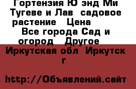 Гортензия Ю энд Ми Тугеве и Лав, садовое растение › Цена ­ 550 - Все города Сад и огород » Другое   . Иркутская обл.,Иркутск г.